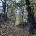 Sandomierz. Wąwóz Królowej Jadwigi / Fot. Robert Felczak – Radio Kielce