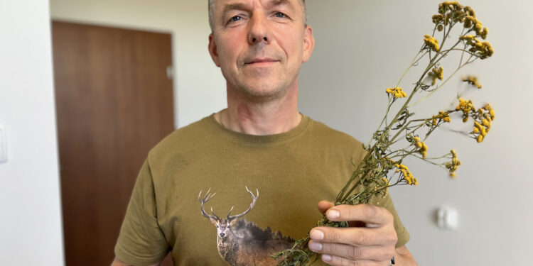 Sekrety ziół – wrotycz - Radio Kielce