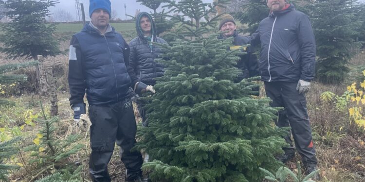 Na plantacjach świątecznych drzewek pełnia sezon