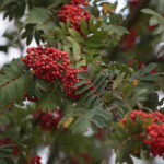 Jarzębina świętokrzyska rośnie w ekstremalnie trudnych warunkach