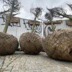 Zielona rewitalizacja „po kielecku" - Radio Kielce Zielona rewitalizacja „po kielecku" - Radio Kielce