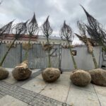 Zielona rewitalizacja „po kielecku" - Radio Kielce Zielona rewitalizacja „po kielecku" - Radio Kielce