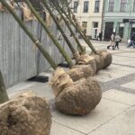 Zielona rewitalizacja „po kielecku" - Radio Kielce Zielona rewitalizacja „po kielecku" - Radio Kielce