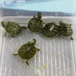 04.11.2023. Kielce. Hala Legionów. GeoExpo. Giełda Minerałów, Biżuterii i Skamieniałości / Fot. Jarosław Kubalski – Radio Kielce