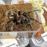 04.11.2023. Kielce. Hala Legionów. GeoExpo. Giełda Minerałów, Biżuterii i Skamieniałości / Fot. Jarosław Kubalski – Radio Kielce