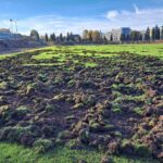 02.11.2023. Starachiwice. Stadion Staru Starachowice. Murawa stadionu zniszczona przez dziki / Fot. Marek Materek - Facebook