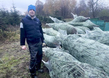 Trwa już wycinka choinkowych drzewek - Radio Kielce