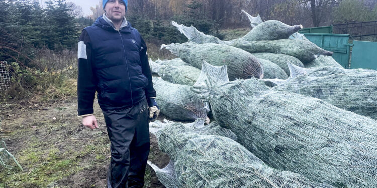 Trwa już wycinka choinkowych drzewek - Radio Kielce