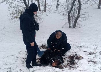 Zatrzymanie podejrzanego o postrzelenie policjantów / Fot. policja dolnośląska