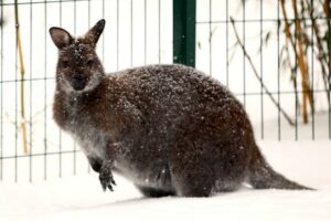 Fot. Ogród Zoologiczny Leśne Zacisze