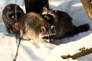 Fot. Ogród Zoologiczny Leśne Zacisze