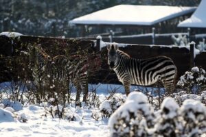 Fot. Ogród Zoologiczny Leśne Zacisze