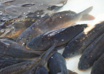 23.12.2023. Kielce. Targowisko Miejskie. Zakupy przedświąteczne / Fot. Wiktor Taszłow - Radio Kielce