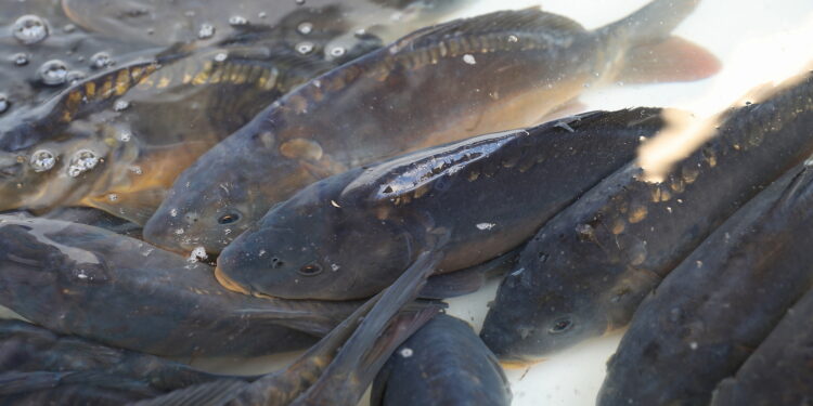 Ryby ze świętokrzyskich stawów trafią na wigilijne stoły - Radio Kielce Ryby ze świętokrzyskich stawów trafią na wigilijne stoły