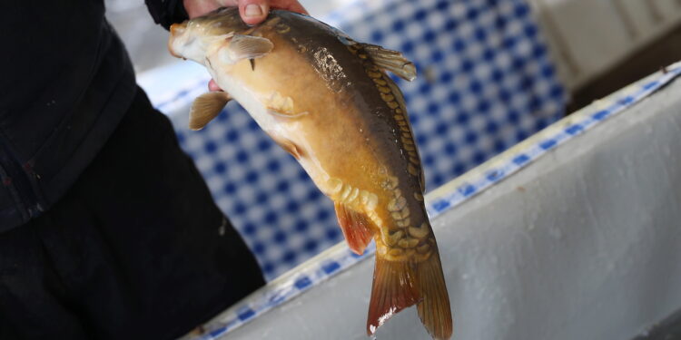 Karp rytwiański w galarecie - Radio Kielce 23.12.2023. Kielce. Targowisko Miejskie. Zakupy przedświąteczne / Fot. Wiktor Taszłow - Radio Kielce