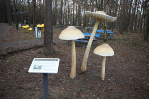 Gigantyczne grzyby pojawiły się przy chmielnickim zalewie - Radio Kielce