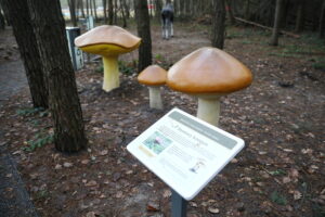Gigantyczne grzyby pojawiły się przy chmielnickim zalewie - Radio Kielce