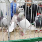 09.12.2023 Kielce. Krajowa Wystawa Gołębi Rasowych i Drobnego Inwentarza / Fot. Wiktor Taszłow - Radio Kielce