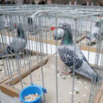 09.12.2023 Kielce. Krajowa Wystawa Gołębi Rasowych i Drobnego Inwentarza / Fot. Wiktor Taszłow - Radio Kielce