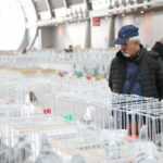 09.12.2023 Kielce. Krajowa Wystawa Gołębi Rasowych i Drobnego Inwentarza / Fot. Wiktor Taszłow - Radio Kielce