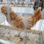 09.12.2023 Kielce. Krajowa Wystawa Gołębi Rasowych i Drobnego Inwentarza / Fot. Wiktor Taszłow - Radio Kielce