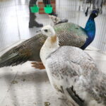 09.12.2023 Kielce. Krajowa Wystawa Gołębi Rasowych i Drobnego Inwentarza / Fot. Wiktor Taszłow - Radio Kielce