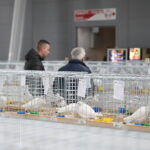 09.12.2023 Kielce. Krajowa Wystawa Gołębi Rasowych i Drobnego Inwentarza / Fot. Wiktor Taszłow - Radio Kielce