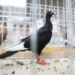 09.12.2023 Kielce. Krajowa Wystawa Gołębi Rasowych i Drobnego Inwentarza / Fot. Wiktor Taszłow - Radio Kielce