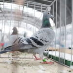 09.12.2023 Kielce. Krajowa Wystawa Gołębi Rasowych i Drobnego Inwentarza / Fot. Wiktor Taszłow - Radio Kielce