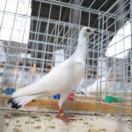 Maściuchy, perukarze i garłacze od soboty w Targach Kielce