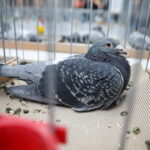 09.12.2023 Kielce. Krajowa Wystawa Gołębi Rasowych i Drobnego Inwentarza / Fot. Wiktor Taszłow - Radio Kielce