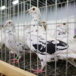 09.12.2023 Kielce. Krajowa Wystawa Gołębi Rasowych i Drobnego Inwentarza / Fot. Wiktor Taszłow - Radio Kielce