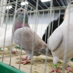 09.12.2023 Kielce. Krajowa Wystawa Gołębi Rasowych i Drobnego Inwentarza / Fot. Wiktor Taszłow - Radio Kielce