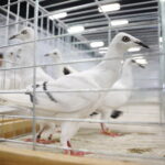 09.12.2023 Kielce. Krajowa Wystawa Gołębi Rasowych i Drobnego Inwentarza / Fot. Wiktor Taszłow - Radio Kielce