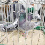 09.12.2023 Kielce. Krajowa Wystawa Gołębi Rasowych i Drobnego Inwentarza / Fot. Wiktor Taszłow - Radio Kielce