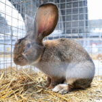 10.12.2023. Kielce. Targi Kielce. Świetokrzyska Wystawa Królików / Fot. Wiktor Taszłow - Radio Kielce