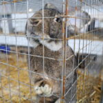 10.12.2023. Kielce. Targi Kielce. Świetokrzyska Wystawa Królików / Fot. Wiktor Taszłow - Radio Kielce