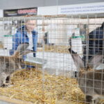 10.12.2023. Kielce. Targi Kielce. Świetokrzyska Wystawa Królików / Fot. Wiktor Taszłow - Radio Kielce