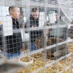 10.12.2023. Kielce. Targi Kielce. Świetokrzyska Wystawa Królików / Fot. Wiktor Taszłow - Radio Kielce