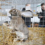 10.12.2023. Kielce. Targi Kielce. Świetokrzyska Wystawa Królików / Fot. Wiktor Taszłow - Radio Kielce