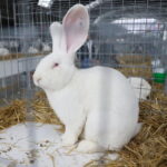 10.12.2023. Kielce. Targi Kielce. Świetokrzyska Wystawa Królików / Fot. Wiktor Taszłow - Radio Kielce