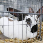 10.12.2023. Kielce. Targi Kielce. Świetokrzyska Wystawa Królików / Fot. Wiktor Taszłow - Radio Kielce