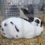 10.12.2023. Kielce. Targi Kielce. Świetokrzyska Wystawa Królików / Fot. Wiktor Taszłow - Radio Kielce