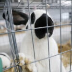 Wyjątkowe okazy królików w Targach Kielce