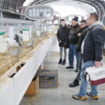 10.12.2023. Kielce. Targi Kielce. Świetokrzyska Wystawa Królików / Fot. Wiktor Taszłow - Radio Kielce