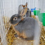 10.12.2023. Kielce. Targi Kielce. Świetokrzyska Wystawa Królików / Fot. Wiktor Taszłow - Radio Kielce