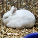 10.12.2023. Kielce. Targi Kielce. Świetokrzyska Wystawa Królików / Fot. Wiktor Taszłow - Radio Kielce