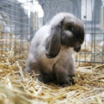 10.12.2023. Kielce. Targi Kielce. Świetokrzyska Wystawa Królików / Fot. Wiktor Taszłow - Radio Kielce