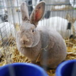 10.12.2023. Kielce. Targi Kielce. Świetokrzyska Wystawa Królików / Fot. Wiktor Taszłow - Radio Kielce