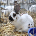 10.12.2023. Kielce. Targi Kielce. Świetokrzyska Wystawa Królików / Fot. Wiktor Taszłow - Radio Kielce